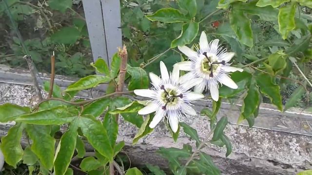 пассифлора смотреть онлайн