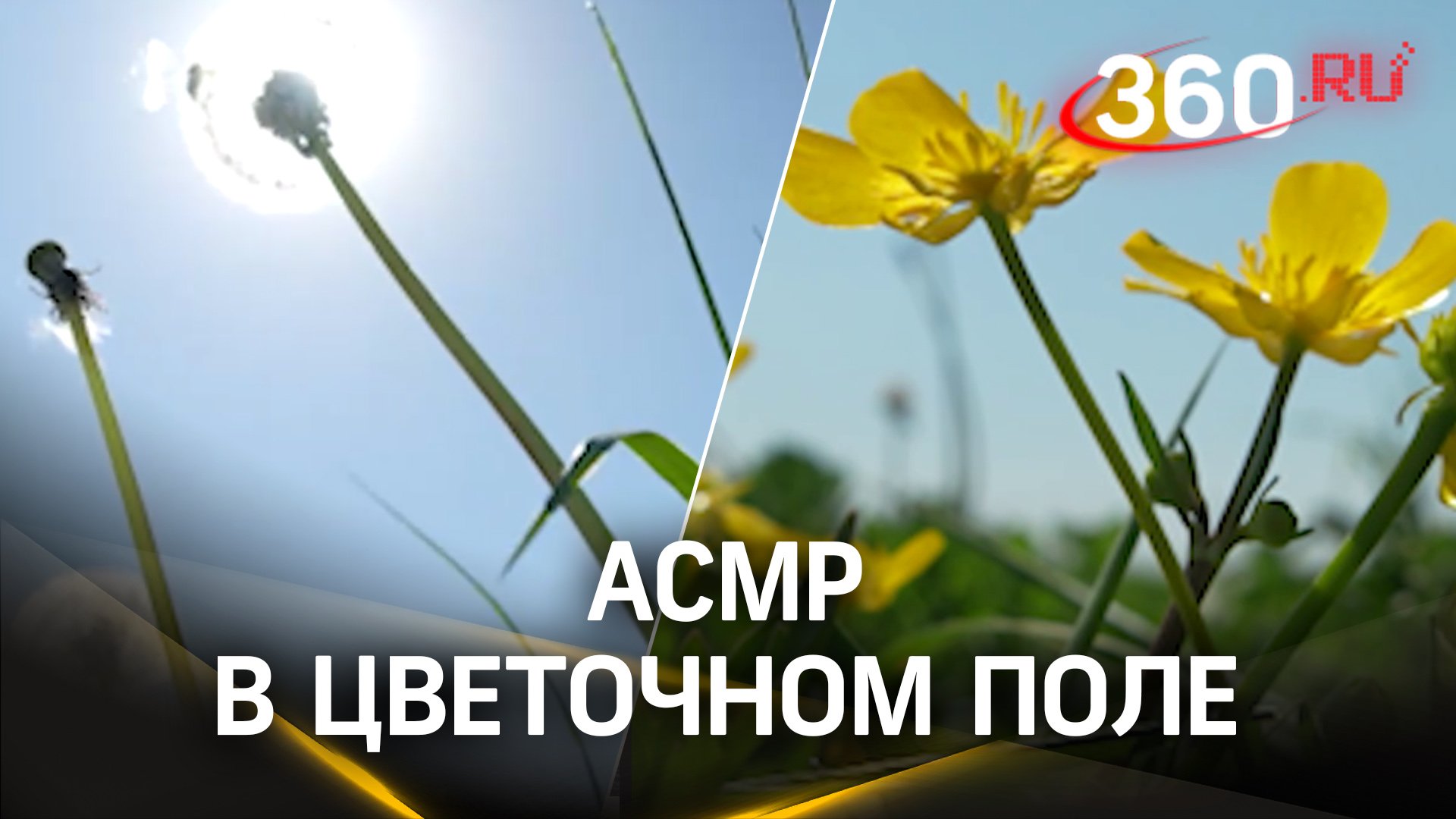 АСМР в Подмосковье. Поле