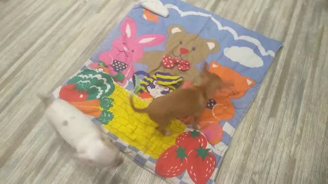 игры малышек сестричек чихуашек ми-ми-ми Симферополь Кастропуло Крым
