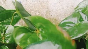 Rare Nadan Anthurium White, Meroun for Sale// Ponnu Garden Ponnu