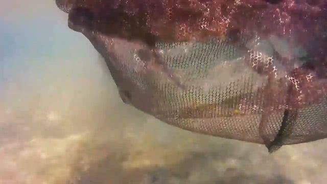 Карпишинг Очень красивые съемки под водой, как карп реагирует на насадку смотреть онлайн