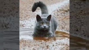 Вы когда-нибудь слышали, как смеются лисы? Have you ever heard foxes laugh?