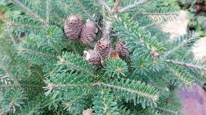 Созрели шишки на маленькой пихте, пора сажать семена в зиму.