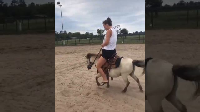 Seized a pony with kid's stirrups _)