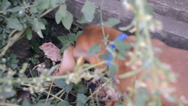 Щенок спрятался от овчарки и ест косточку смотреть онлайн