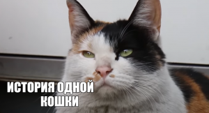 Причина, по которой 3-ногая кошка ждет автобус № 537 | Животные в беде