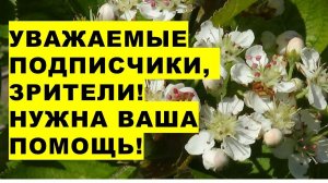 Уважаемые подписчики и зрители! Нужна Ваша помощь!