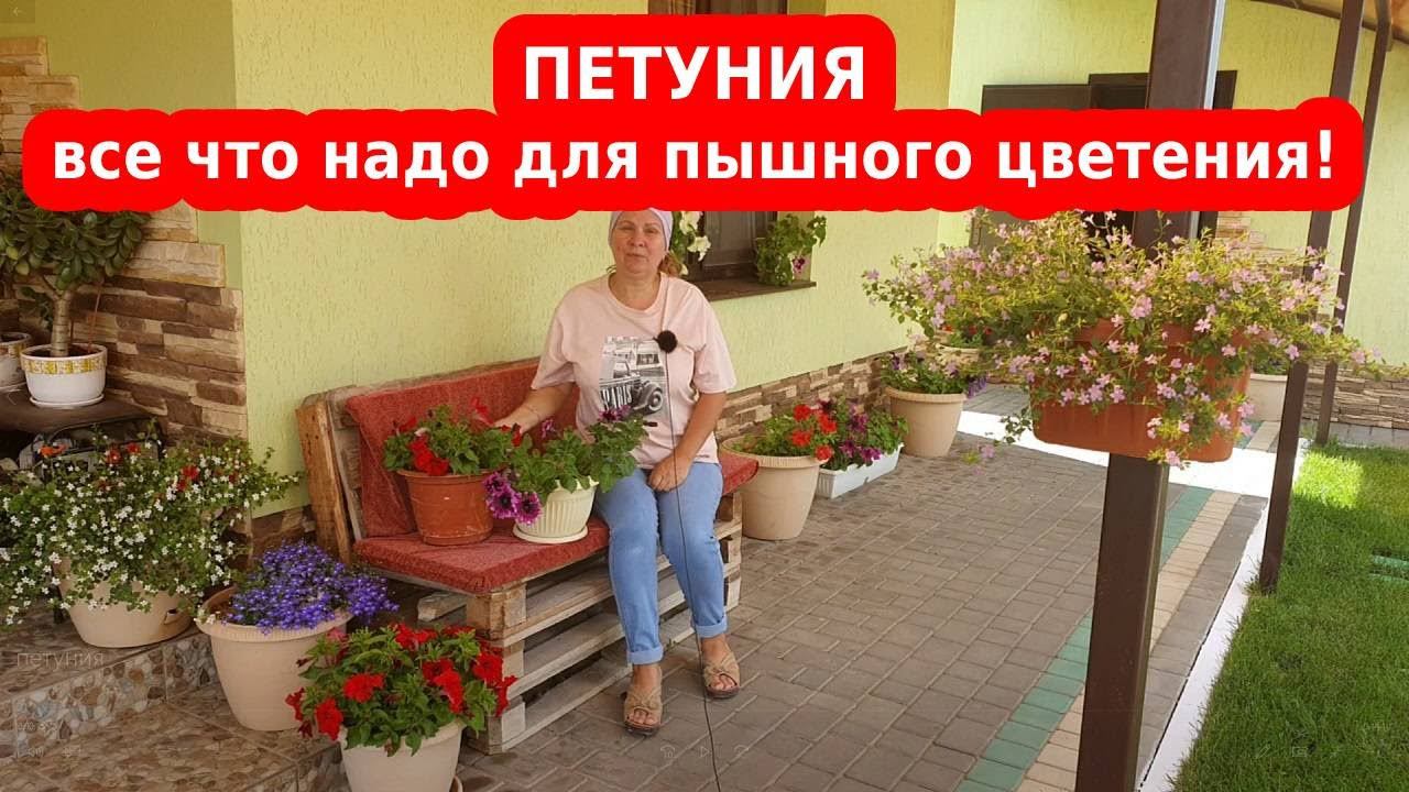 Петуния: от рассады до обильного цветения// Подкормки петунии, полив