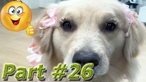 NEW! Подборка Видео Со Смешными Животными Март 2024. Part #26 #dog #cat #animals #video #smile #new