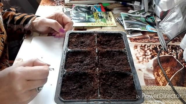 #СеменаБаклажаны  Сею китайские баклажаны сорт Чисанчи/Жизнь в селе.