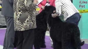 Русский черный терьер. О породе, особенности, уход