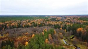 История о том, как волки спасли человека! Трогательная история до слез!