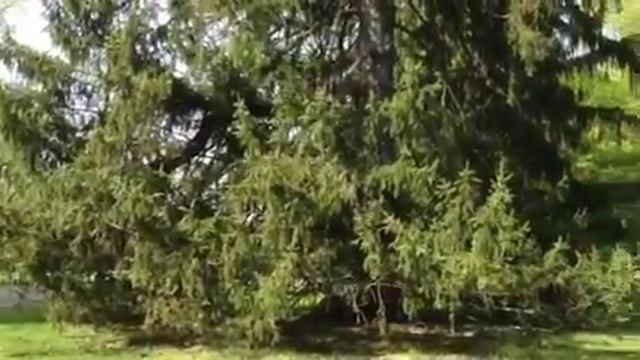 Franklin D. Roosevelt Home смотреть онлайн