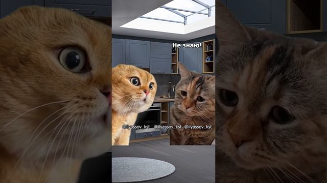 Мама, каково это иметь самую лучшую дочь в мире? Смешные коты. Новый диалог #мем #тренд #веселыекот смотреть онлайн