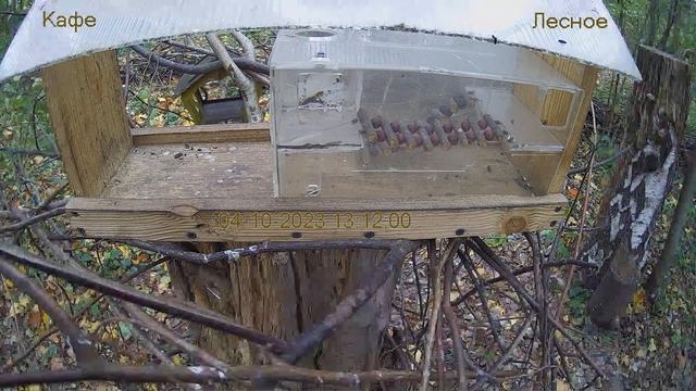 Кафе "Лесное" смотреть онлайн