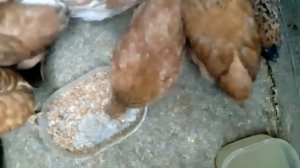 2 месяца цыплята что делать?