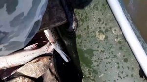 рыбалка на озере чля, часть первая