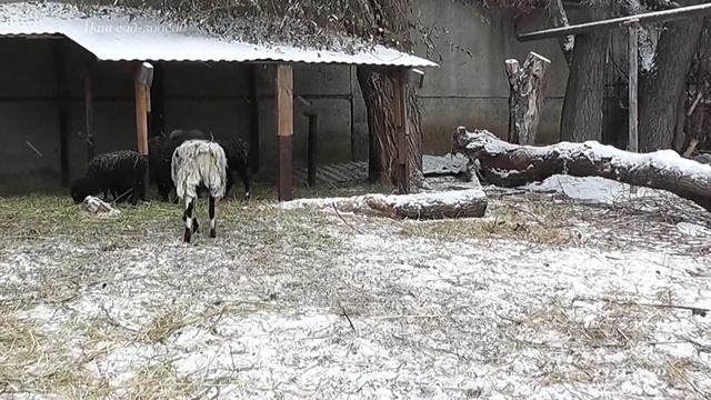 Турнирный бой баранов. Battle of the rams смотреть онлайн
