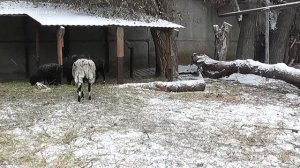 Турнирный бой баранов. Battle of the rams