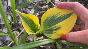 Сад хост в Бийске. Хоста Аутум Фрост. Hosta garden. Hosta Autumn Frost