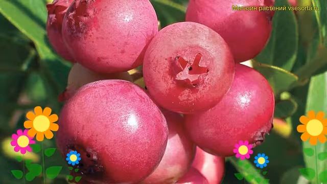 Голубика высокорослая Пинк лимонад. Краткий обзор, описание характеристик vaccinium Pink Lemonade смотреть онлайн