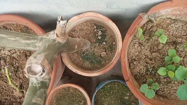 results of rescued plants ll fig ll jasmine ll plumeria llphilodendron#gardeningwithnayoutuber смотреть онлайн