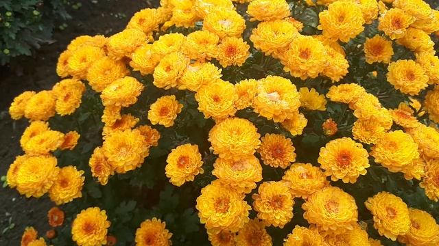 Хризантема мультифлора падре елоу,адуро,джи-джи , эльф и другие желтенькие мультяшки смотреть онлайн