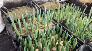 Выгонка тюльпанов к 8марта. Поднимаем температуру до оптимальной, освещение, влажность,проветривани