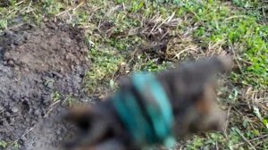 Detech Relic Striker - Скифский наконечник (тест в грунте)