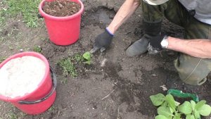 Схема посадки рассады  Курительного Табака в открытый грунт.