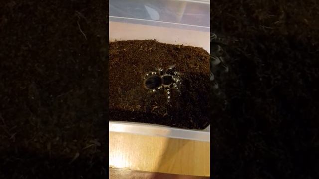 Паук Птицыед Acanthoscurria geniculata против южнорусского тарантула!!