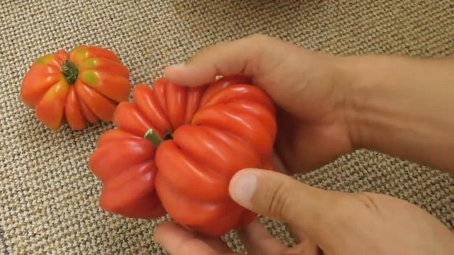 Томат Ребристый - обзор первого урожая смотреть онлайн