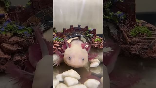 Как превратить аксолотля в ящерицу ?
