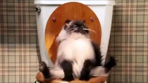 Кот срёт и пердит на унитазе ! Большая РЖАКА
