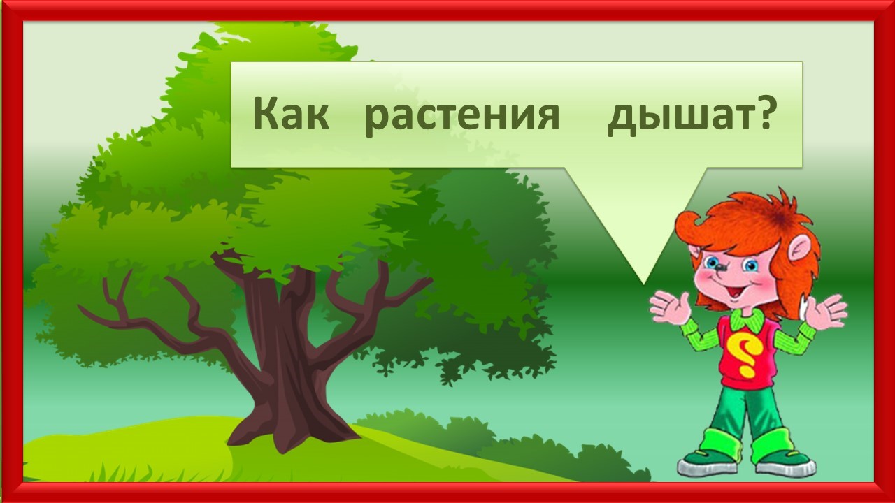 Клуб Почемучек. Как растения дышат?