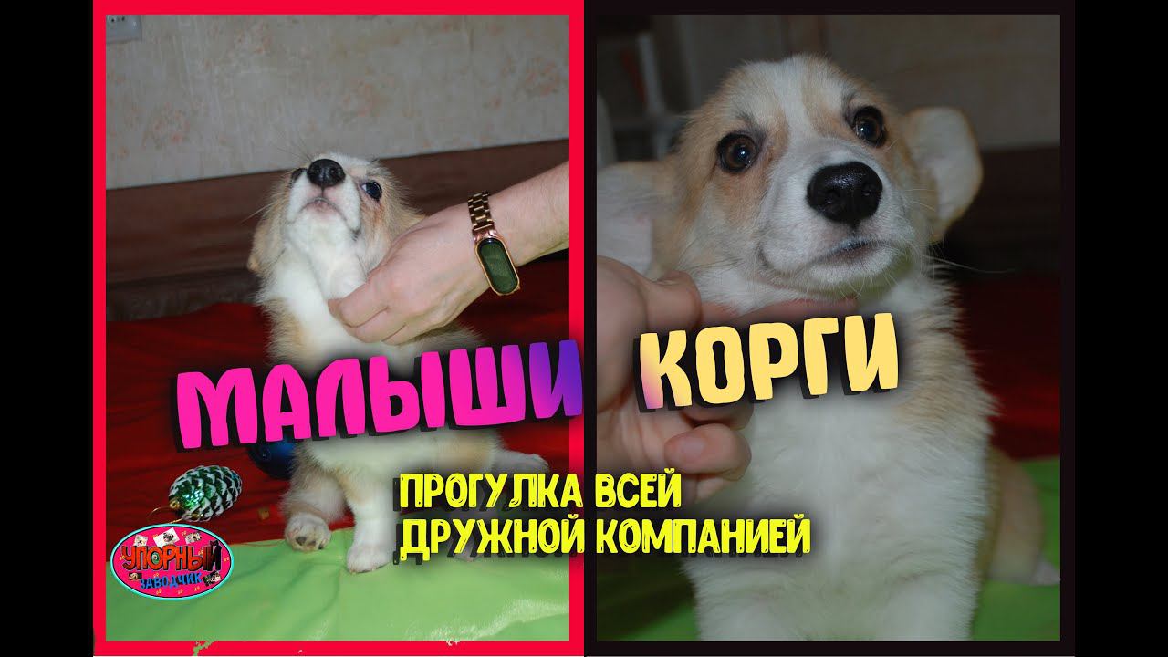 МАЛЫШИ КОРГИ С МАМОЙ ВЫШЛИ ПОГУЛЯТЬ
