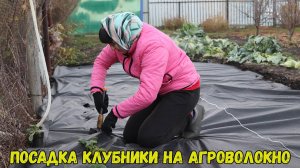 🍓Посадка клубники на агроволокно...