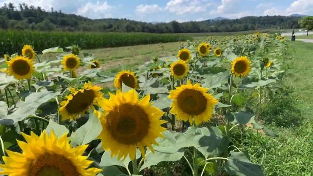 See the Biltmore Estate Sunflower Field and Model Train Exhibit! | Asheville, North Carolina смотреть онлайн