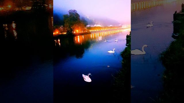 Феликс Зигельбаум - ноктюрн "Ночные лебеди". Аранжировка - Макс Пальмар. 2021-й год. смотреть онлайн