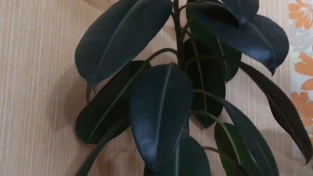 Рабочий день, покупка продуктов, мои комнатные цветы, подскажите что делать?! смотреть онлайн