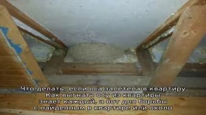 Как избавиться от ос в квартире