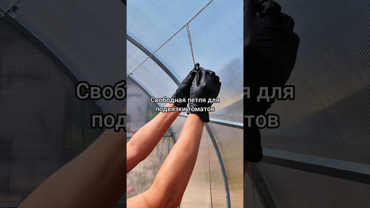 Свободная петля для подвязки томатов. #томаты#какподвязать#свободнаяпетля#хештег