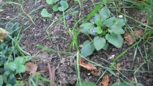 Обильное цветение Астра вересковая вересковидная почвопокровная. Осеннее цветение фиалки садовой.