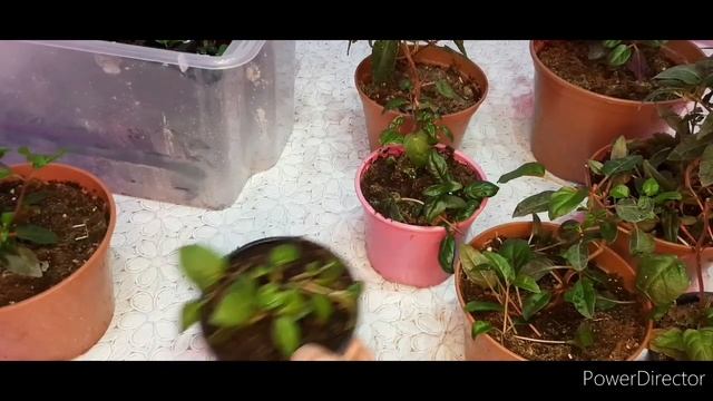 Черенкование фуксии смотреть онлайн