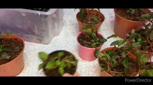 Черенкование фуксии