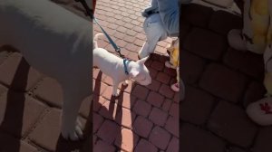 Бультерьер Зефир. Сколько стоит минибуль в Санкт-Петербурге?