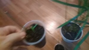 Циперус (cyperus)-секреты правильного ухода и размножения/secrets of proper care and reproduction./
