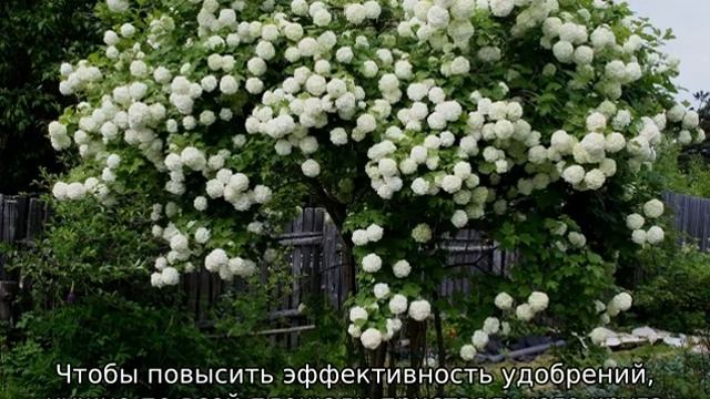 Калина Бульденеж — посадка и уход в открытом грунте смотреть онлайн