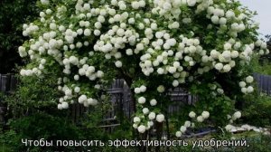 Калина Бульденеж — посадка и уход в открытом грунте
