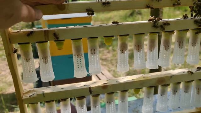 Отводки на старую матку перед акацией смотреть онлайн